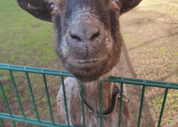 Seelust Lerche Gammendorf